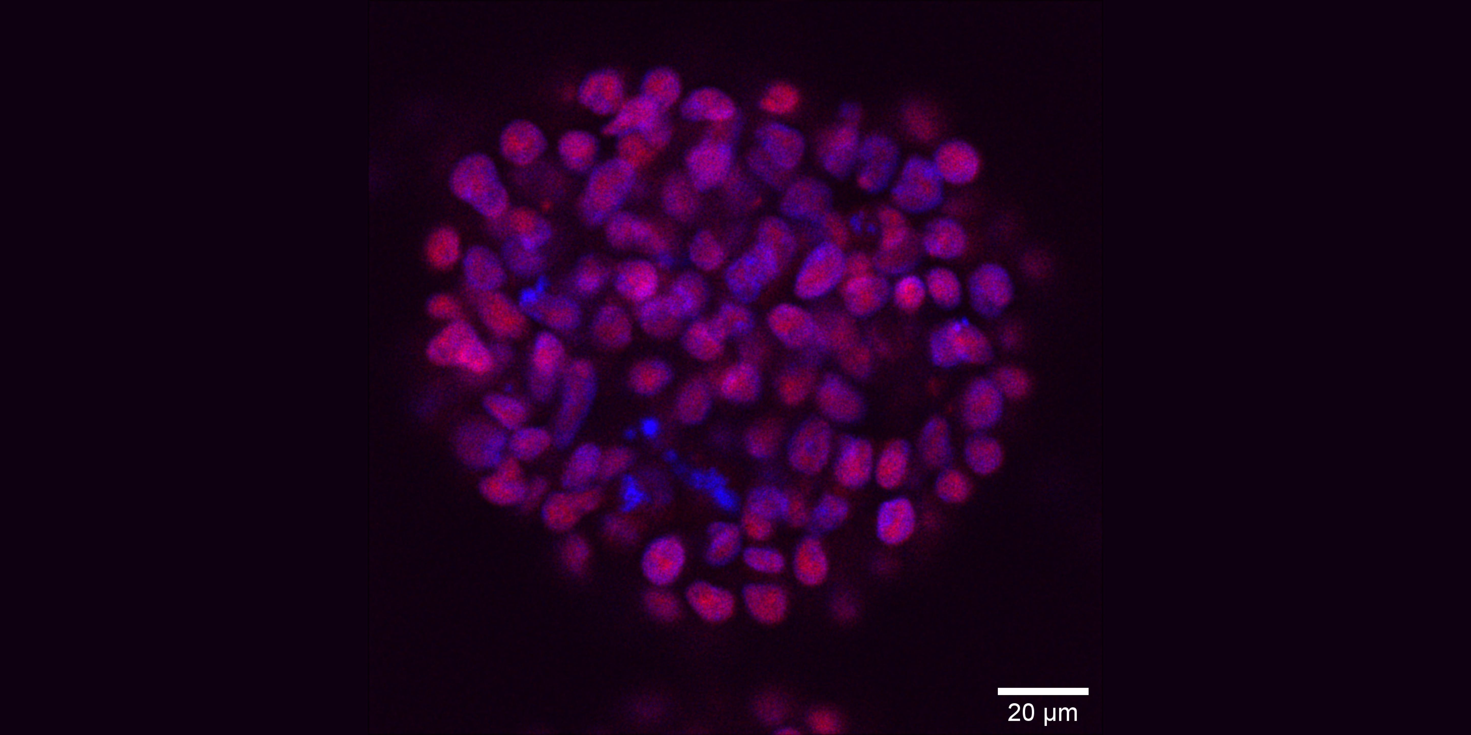 To Embrace Your Inner Resilience, Draw Inspiration from Stem Cells
